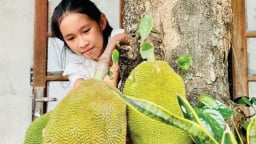 Vườn ở Huế thường trồng loại cây ra trái to bự, múi quả chín thơm khắp làng, cắn ngập chân răng ra mật ngọt