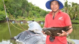 Vô một khu rừng ở Kiên Giang, bất ngờ thấy nông dân nuôi cá đặc sản to bự thế này, bán giá nhà giàu