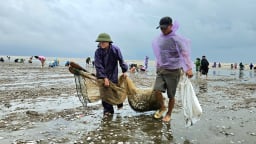 Con rom róm dạt đầy bãi biển, dân làng này ở Nghệ An gọi nhau ra vớt 'lộc', vậy con rom róm là con gì?