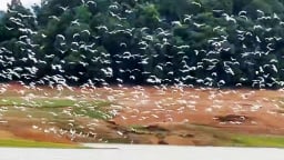 Trên lòng hồ Kẻ Gỗ ở Hà Tĩnh, một đàn chim hoang dã chao liệng đẹp như phim, đó là thứ chim gì vậy?