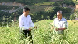 Trồng cây ý dĩ - là vị thuốc quý và hồng không hạt, nông dân xã biên giới Hà Giang thoát nghèo