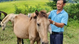 Người 'nuôi lung tung' hơn 100 con trâu, bò, ngựa ở Điện Biên được bình chọn là Nông dân Việt Nam xuất sắc
