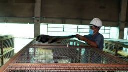 Nuôi con vật hoang dã 'ăn khỏe, đẻ đều' này, một ông nông dân Tiền Giang bán 10 triệu đồng/cặp