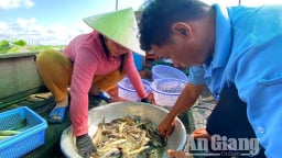 Cá linh giảm, cá trèn, cá heo và cá chốt 'lên ngôi': Mùa nước nổi thay đổi thu nhập của ngư dân vùng biên