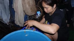 Vờ vờ là con gì mà 'được lòng' dân nhậu Hà Nội, có tiền chưa chắc mua được, tên nghe vài lần mới hiểu