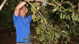 Ở Đắk Lắk có vườn trồng cây thấp tè ra trái quá trời, hái phơi khô bán 200.000 đồng/kg
