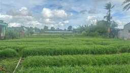 Đây là loại rau gì mà tốt um như rau dại, dân Hậu Giang trồng thành công, hễ cắt bán là hết sạch
