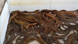 Nuôi lươn dày đặc ở Kiên Giang, một nông dân bắt 10 tấn bán giá cao, còn 2 tấn bán làm đặc sản Tết