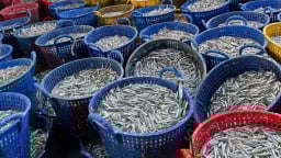 Loại cá có protein cao hơn cá ngừ, giàu omega 3 làm nên vị đậm đà của nước mắm Nha Trang 100 năm qua