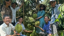 Trồng sầu riêng xuất khẩu kiểu gì mà một HTX ở Tây Ninh doanh thu 132 tỷ/năm, nhà nào cũng giàu?