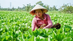 Trồng loài rau có cái tên nghe buồn cười nhưng cực tốt cho sức khỏe, nông dân một xã ở Cà Mau giàu to