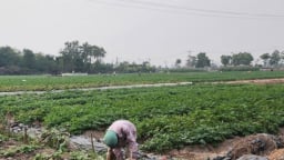 Một xã của tỉnh Thái Bình, mỗi năm trồng 4 - 5 vụ rau, dưa mà nhà nào cũng có thu nhập khá