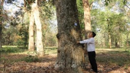 Đây là khu rừng la liệt cây cổ thụ nổi tiếng nhất đất Đồng Nai, cây nào cũng đánh số trên thân