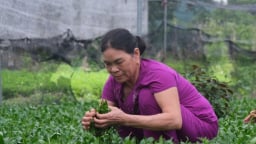 Nông dân ở nơi này của Thái Bình trồng rau gì, đi qua rồi vẫn còn thơm, nhà nào cũng khá giả?