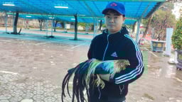 Giống gà lạ có bộ lông sặc sỡ, biết ưỡn ngực khoe dáng trưng bày ở Phú Thọ, nhiều người thích thú đến xem