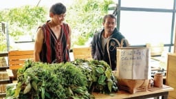 Rau rừng Tây Nguyên có loại đọc tên hơi 'đau mồm', dân Lâm Đồng hái về bán đắt như tôm tươi