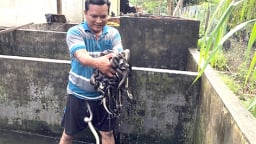 Đem con động vật hoang dã nuôi dày đặc dưới bể xi măng, vốc lên một đống, ông nông dân Hậu Giang bán hút hàng
