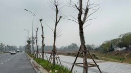 Vụ loạt cây xanh trơ trụi, thiếu sức sống có dấu hiệu chết khô trên tuyến đường 700 tỷ: Lộ diện nhà thầu thực hiện
