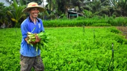 Loại rau gia vị bình dân này hễ rưới tí nước là tốt cản chả kịp, trồng ở Sóc Trăng, bán như tôm tươi