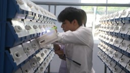 Một nơi ở TP HCM nuôi con đặc sản trong hộp nhựa, 'trồng rau cực phẩm' trong ống, người ta đang đến xem