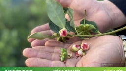  Lửa ấm miền phên giậu: Sự tích 'Quẩy ăn lá hồi' (Kỳ 1)

