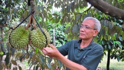 Tỷ phú Lâm Đồng, 'xứ sở trồng cây tiền tỷ' nông dân giàu có chịu chơi, còn một cây cổ thụ hơn 100 tuổi