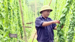 Trồng loài cây như loại thuốc mát gan, giải độc, nông dân Bình Phước hái lá bán 60.000 đồng/kg mà lúc nào cũng cháy hàng