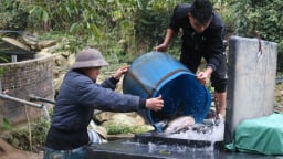 Nuôi cá nước lạnh bán làm cá đặc sản-mô hình giảm nghèo hiệu quả ở một thị xã của Lào Cai