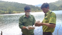 Một vườn quốc gia đóng ở Đắk Lắk vừa thả 13 con động vật hoang dã vô rừng, có rùa trán vàng quý hiếm