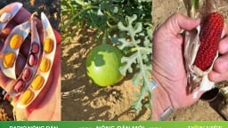 Trồng ngô ở sa mạc và bí mật từ vùng đất cằn Arizona