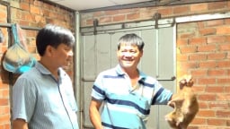Từ 5 cặp dúi nhân lên thành 800 con, anh Lạc ở Bình Phước thu 400 triệu/năm