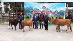 Đây là loài vật nuôi giúp nông dân một huyện ở Cao Bằng có của ăn của để