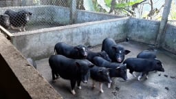 Nuôi lợn đặc sản, cho ăn kham khổ, một nông dân Yên Bái hễ nói bán là thương lái 'khuân' đi hết