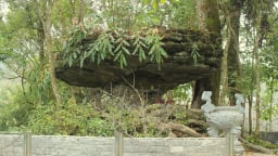 Ở nơi này của Lai Châu có tảng đá kỳ lạ hình chiếc ô khổng lồ dựa vào 2 cây cổ thụ