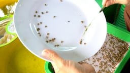 Cận cảnh dân Cà Mau đếm con vật nhỏ li ti bán làm giống, 'dân ngoại đạo' nhìn hoa mắt chóng mặt