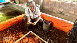 Con đặc sản bình dân này nuôi dày đặc trong nhà, một ông nông dân Bình Định lãi hơn nửa tỷ/năm