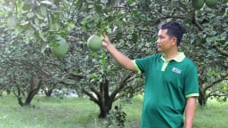 Dân một huyện ở Bình Dương thẫn thờ nói, chưa từng thấy bưởi da xanh rẻ rề như bây giờ, trái rụng mặc kệ