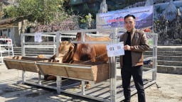 Hà Giang mang bò vàng lên sàn đấu giá, tiền thu được để xóa nhà tạm, nhà dột nát cho dân