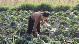 Một xã ở Sơn La trồng la liệt thứ quả giàu vitamin C, chả thấy bán lẻ dọc đường, vậy dân bán đi đâu?