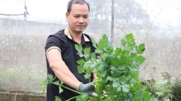 Trồng rau kiểu gì mà một HTX ở Hà Nam bán thành công vào siêu thị, bán sang tận Nhật Bản?