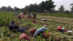 Bên sông Vàm Cỏ Đông, một chị nông dân Long An trồng thứ cây tốt um, nhổ lên la liệt củ, bán lãi cao