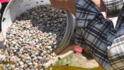 Khuấy lòng biển cào đặc sản ốc gạo bé xíu, cầm chắc tiền triệu/ngày