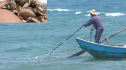 Cào ốc gạo nhân lúc giá vượt đỉnh: 'Bèo' cũng được 2 triệu mỗi ngày