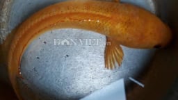 Chưa từng thấy: Câu được cá lóc vàng ở ao hoang, cả làng đến xem