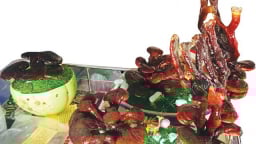 Kiểng lạ An Giang: Nấm linh chi bonsai, giá nửa triệu đồng/chậu