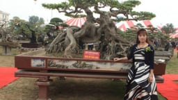 Xuất hiện quái cây 'Ngọa hổ tàng long' của triệu phú đô la Phú Thọ