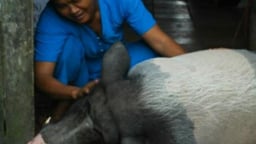 Sửng sốt Đồng Tháp: Lợn khôn biết ăn chay, nghe kinh Phật và giữ nhà thay chó