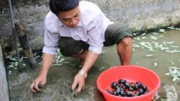 Mang 'ốc lạ' lên núi thả bể bèo, cho ăn lá cây, bán cháy hàng