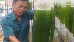 Chuyện lạ Thái Bình: Nuôi thứ nước xanh lè mà 'rót' ra trăm triệu