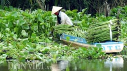 Rủ nhau 'nuôi' lục bình, chuyện lạ đời nhưng không mới ở miền Tây